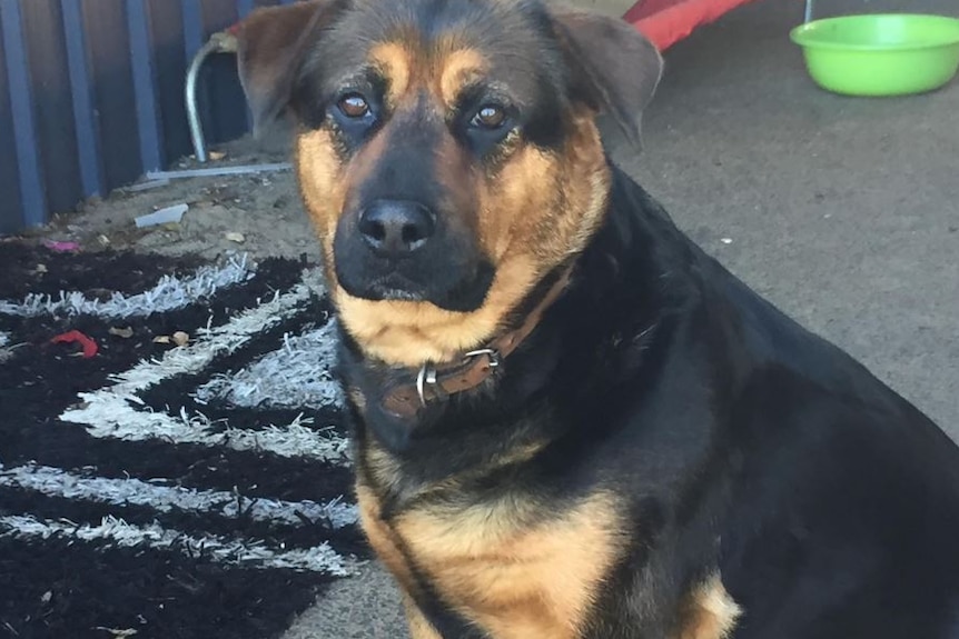 A heavyset dog of the junkyard style looks plaintively at the camera. Her name is Nurphy, and she is a diabetic.