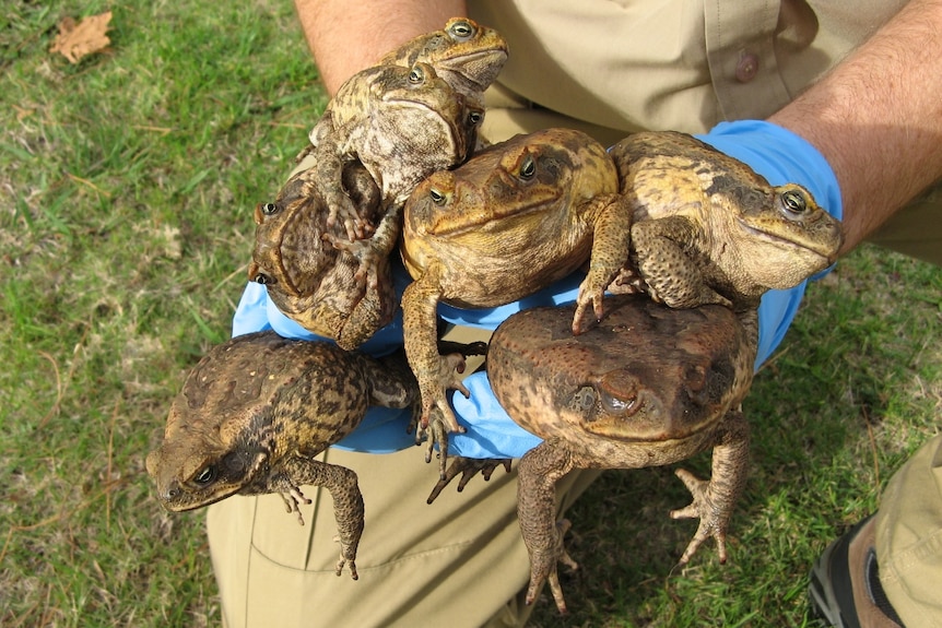 cane toads in hands 