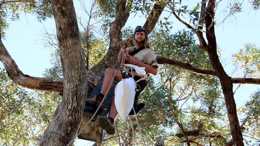 A man suspended by ropes up a tree.