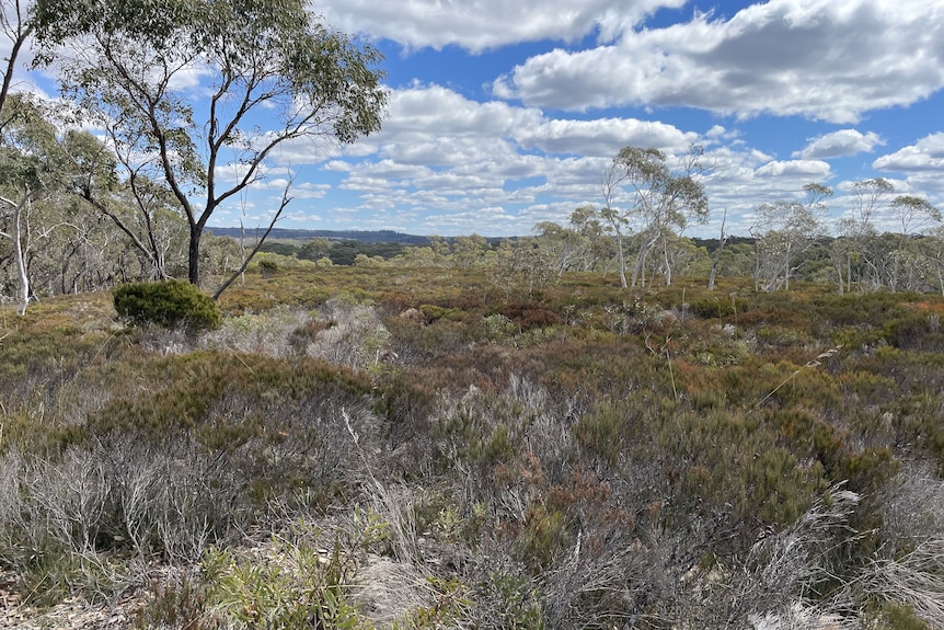 The NSW bush on a sunny day with a blue sky.