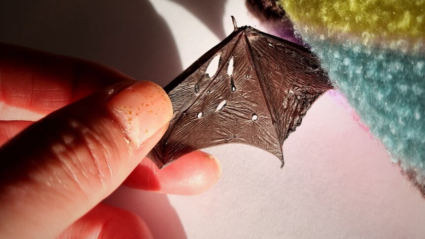 The tiny wing of a bat being extended by a woman's hand, the wing's membrane showing many holes.