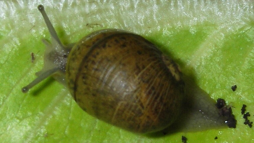 Green snail (Cantareus apertus) on leaf