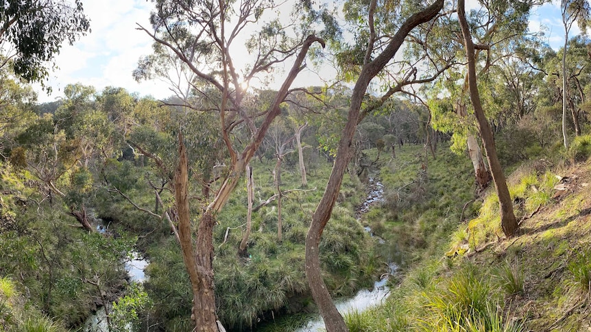A Creek near Ballarat
