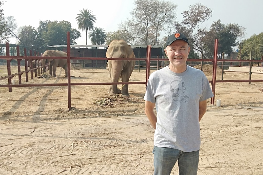 Man in grey shirt and jeans standing in front of elephants
