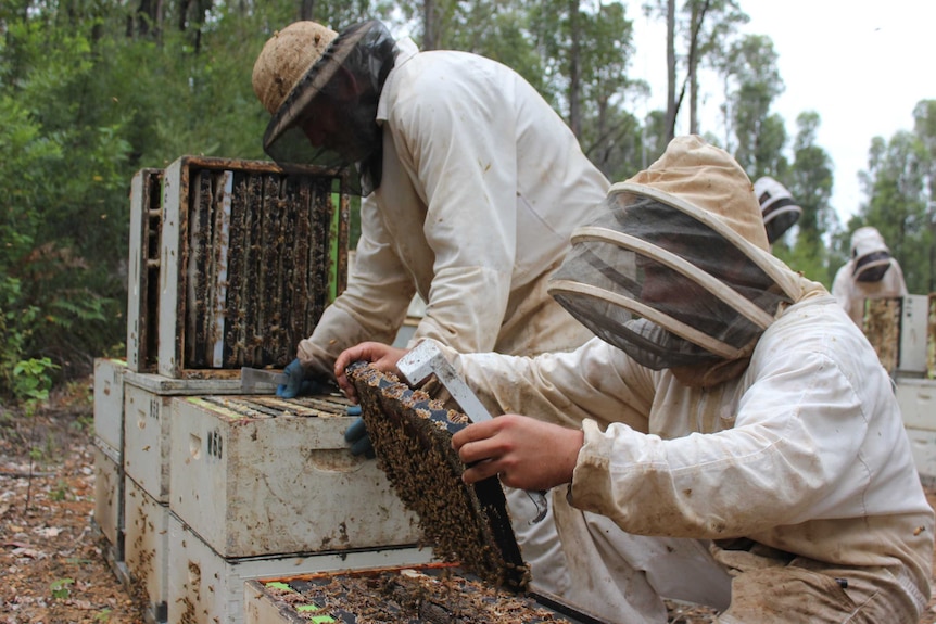Two workers extract the honey from hives in northcliffe