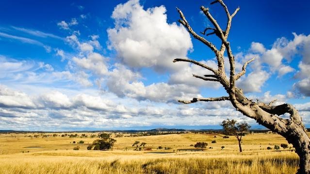 Rural landscape, wheat paddocks and dead tree.