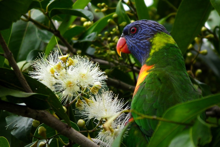 Rainbow lorikeet on a lemon myrtle tree