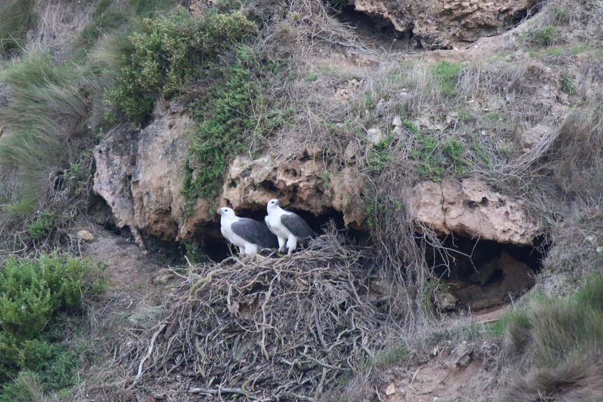 Two eagles on stick nest halfway up a rocky cliff