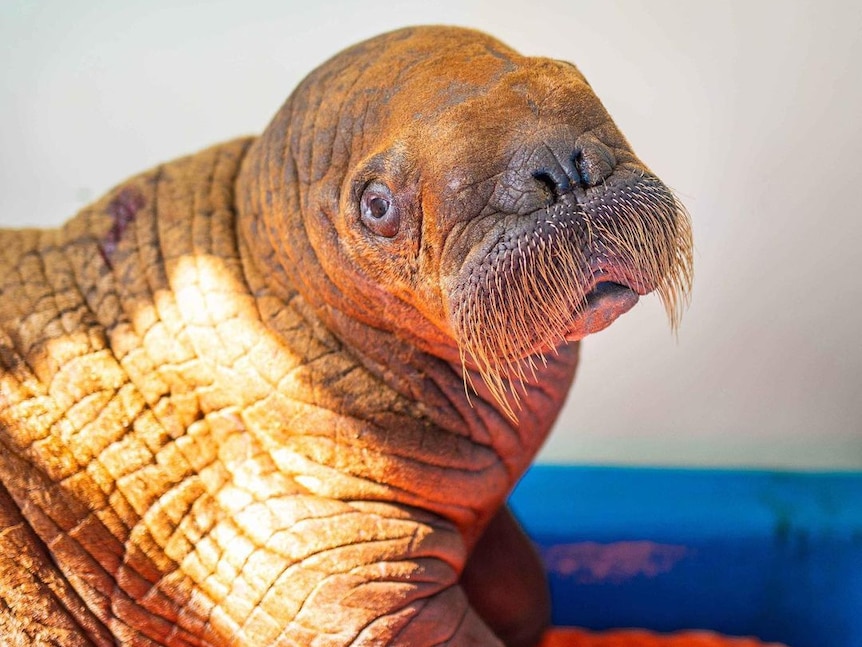the baby walrus up close