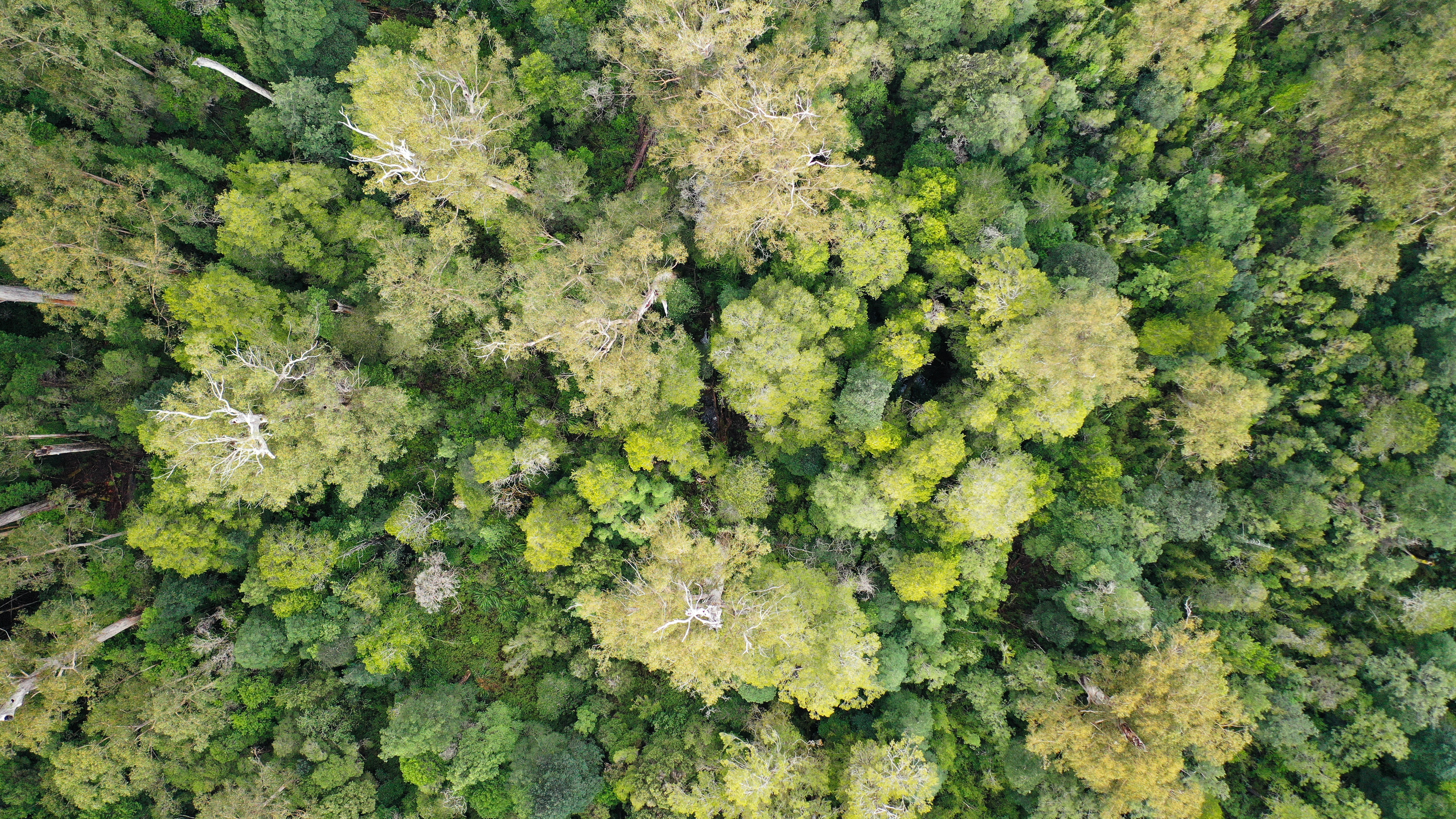 Trees shown from above
