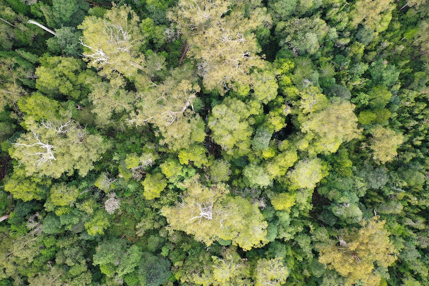 Trees shown from above