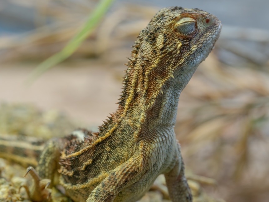 A small scaly dragon pops its head up.