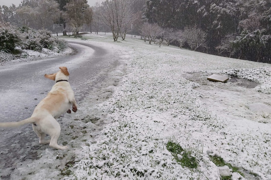 a dog in light snow