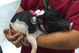 A black-and-white micro pig in the arms of a researcher