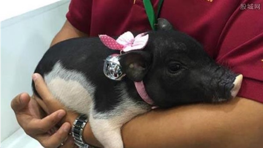 A black-and-white micro pig in the arms of a researcher