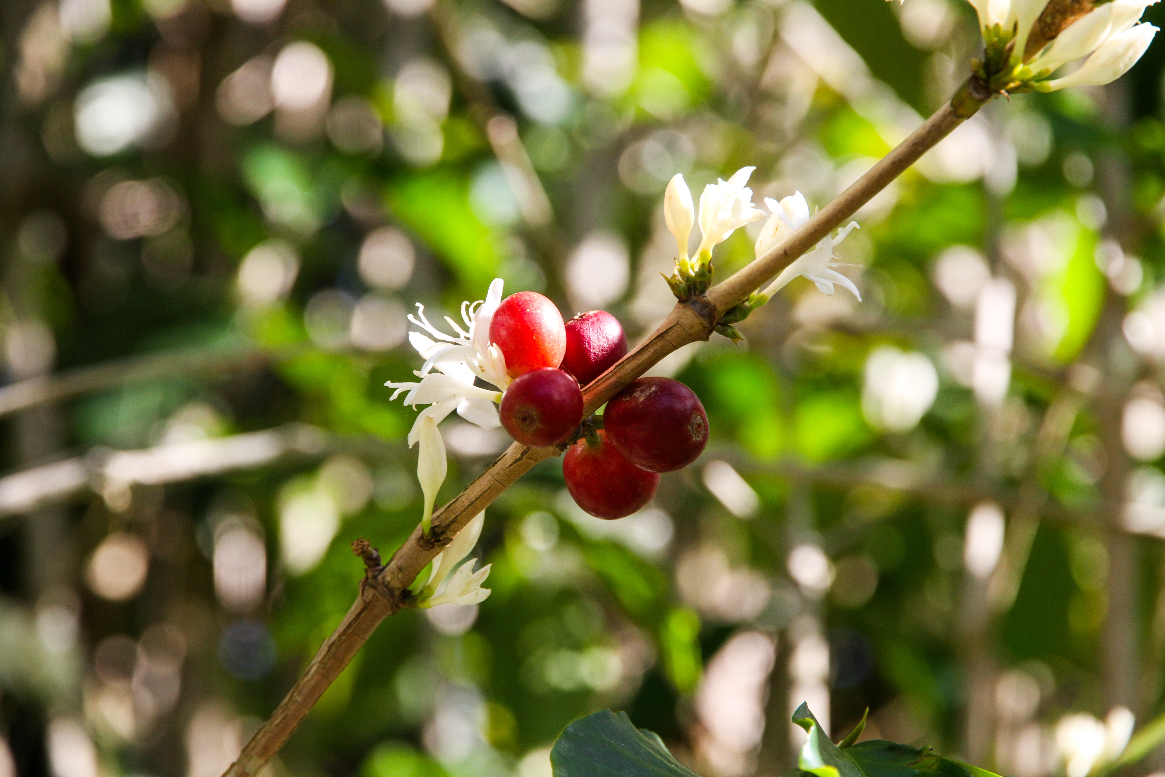 Una rama con cinco cerezas de café rojas y flores de café con leche.