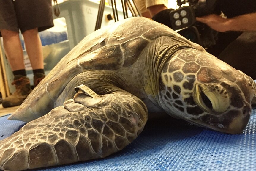 close up of neo the green turtle