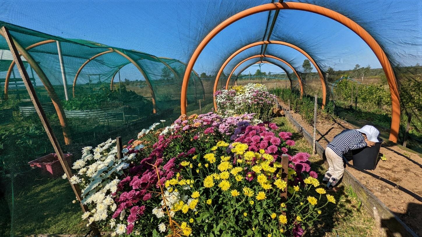 Bright, colourful flowers bloom under a dome net in a row, a small child is bent over looking in a bucket next to the row 