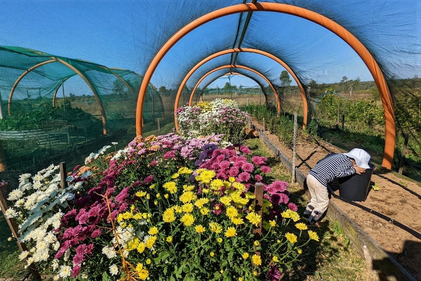 Bright, colourful flowers bloom under a dome net in a row, a small child is bent over looking in a bucket next to the row 