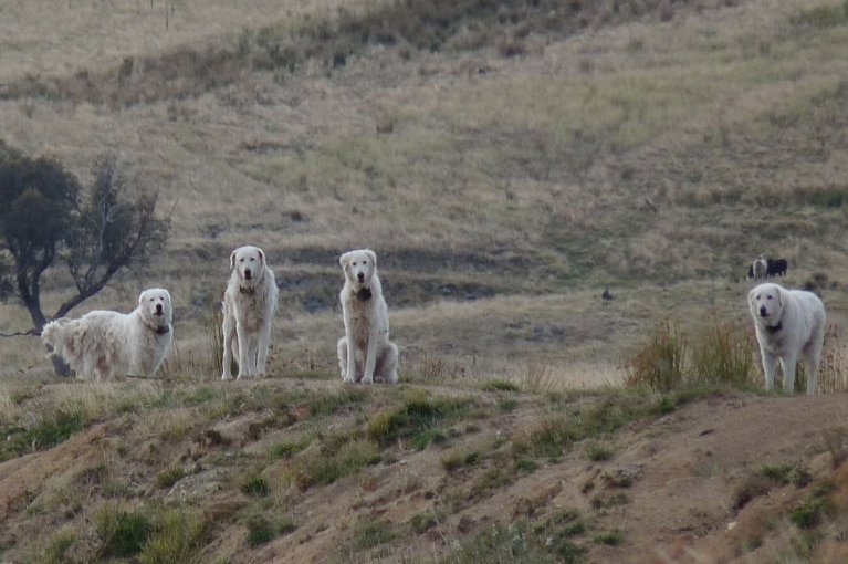 Four white dogs that are used to guard sheep.