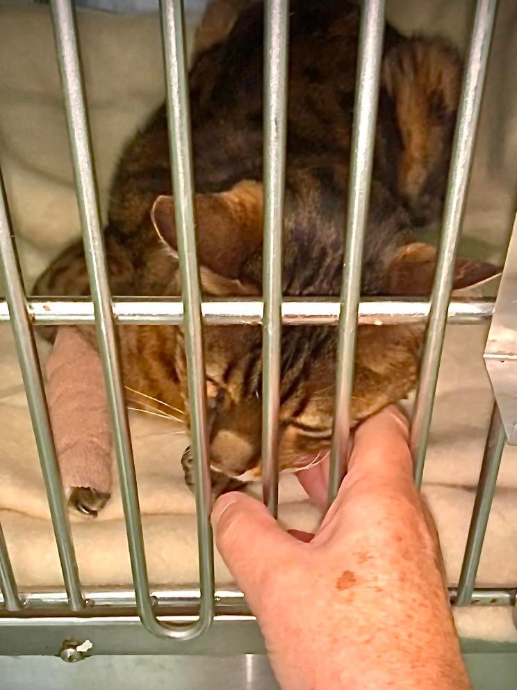 A cat gets tickled behind the ears while in a cage. There is a bandage on its right leg