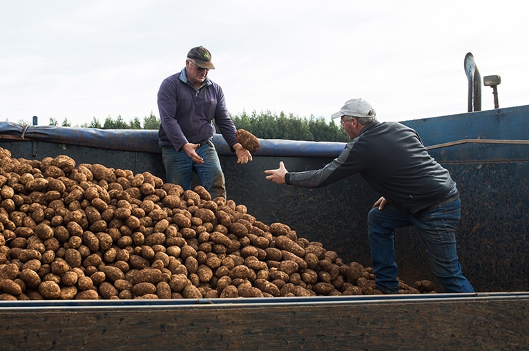 Rodney and Darryl Saltmarsh, Tasmanian potato farmers, working on their farm.
