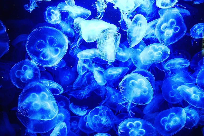 A close-up of a group of blue jellyfish swimming underwater.