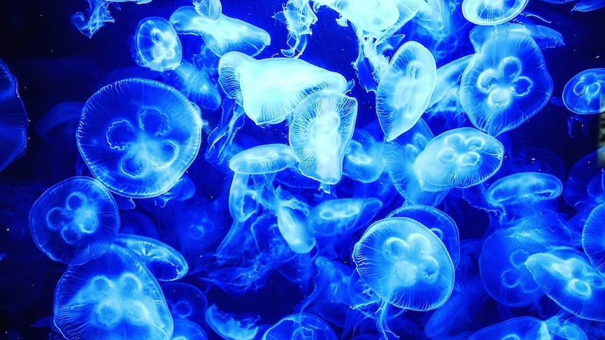 A close-up of a group of blue jellyfish swimming underwater.