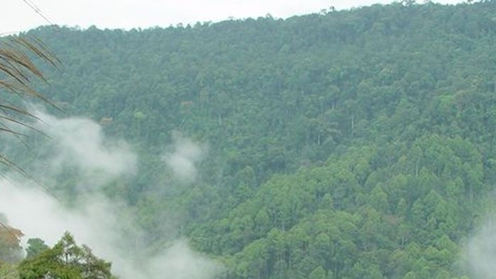 Each year huge sections of the Amazon forest are destroyed (file photo).