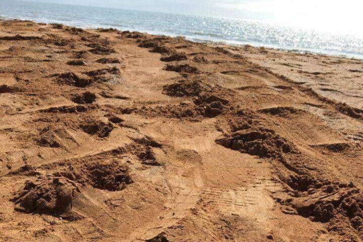 Department of Land Resource Management identified Leatherback sea turtle tracks on a beach near Groote.