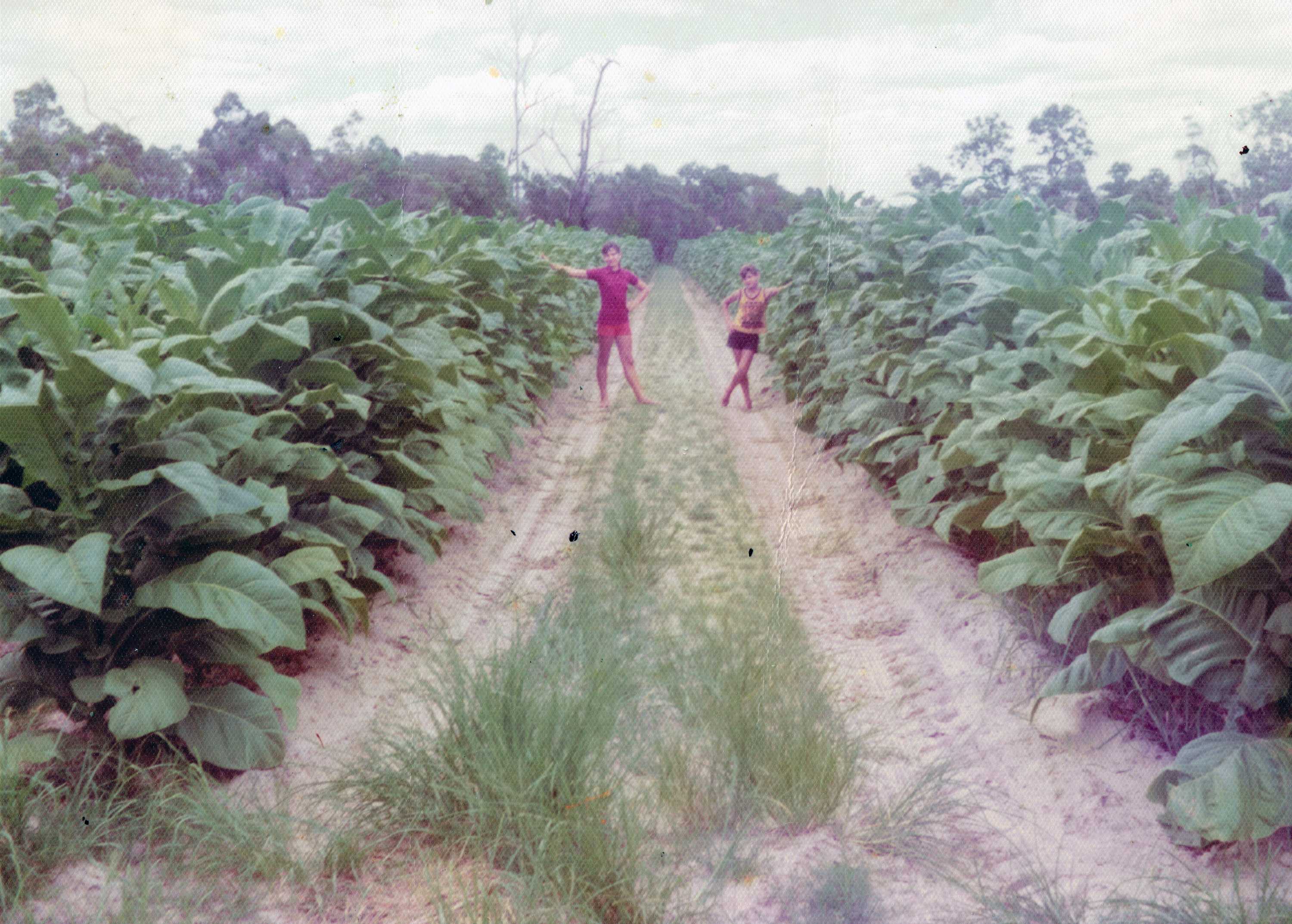 Bundaberg's tobaccogrowing past revealed in distinctive buildings that