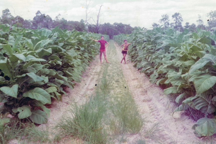 Two young boys stand on a dirt track in 1975 with a big tobacco crop growing on either side the plants are taller than they are