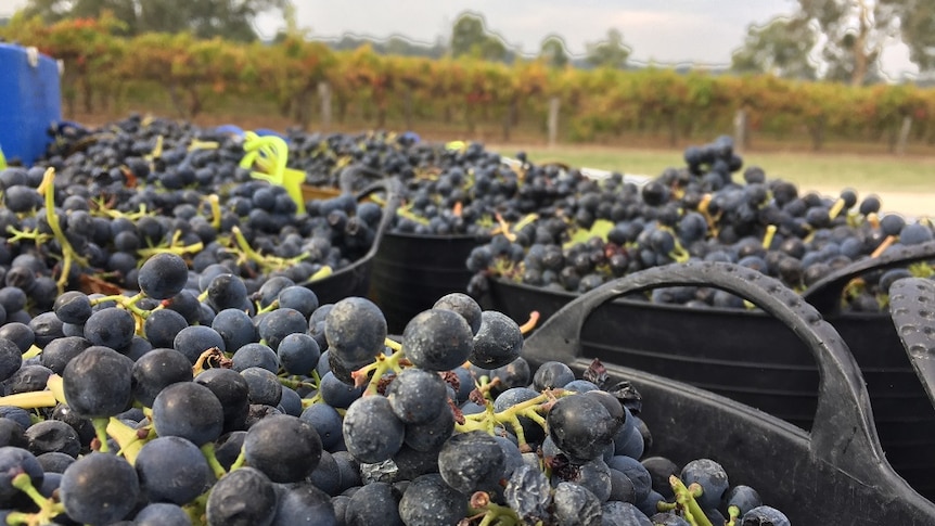 Coonawarra wine grapes