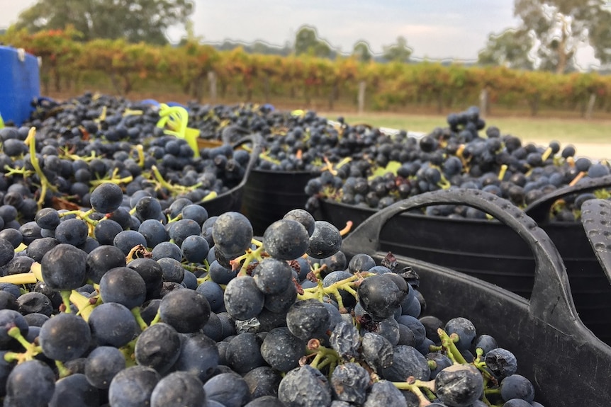 A close up photo of bunches of dark purple grapes in several black buckets 