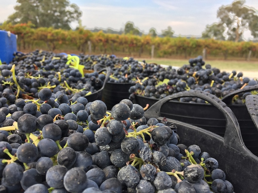 Purple grapes in baskets in front of vines.