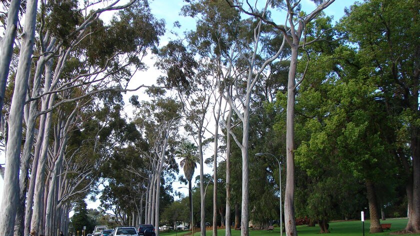 Kings Park in Perth
