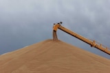 A crane drops grain into a pile.
