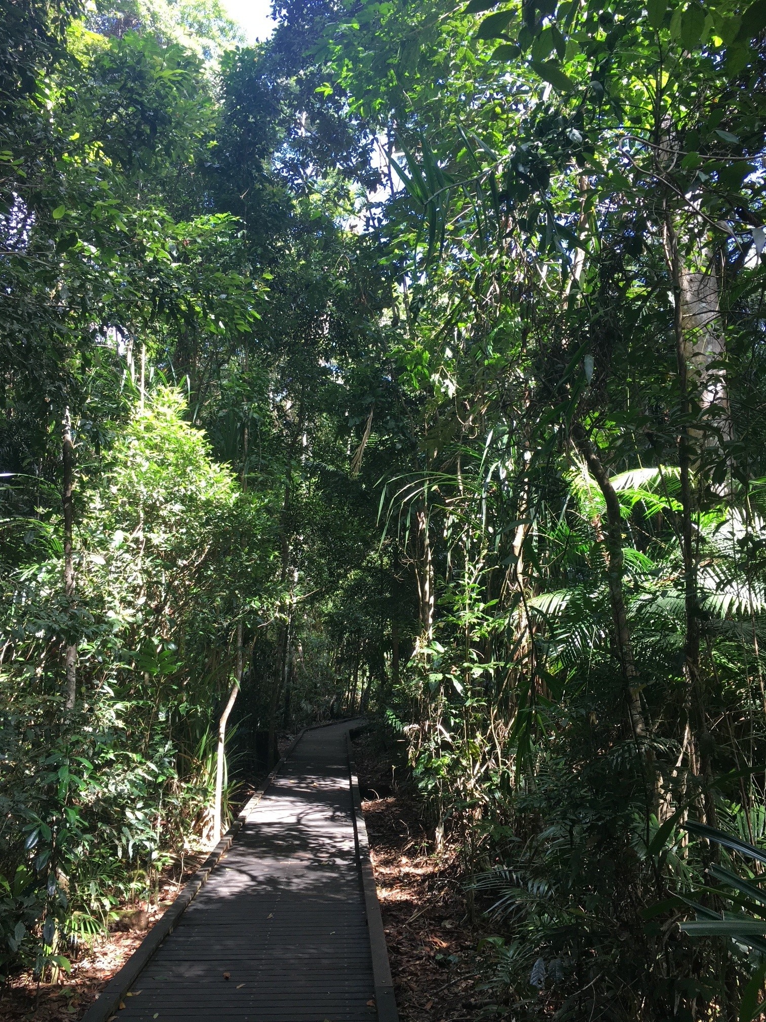 Will rising CO2 provide enhanced growth in the world’s forests? - ABC ...