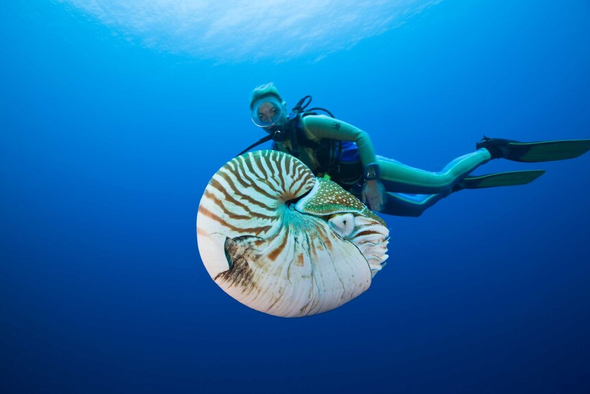Nautilus and diver on Great Barrier Reef