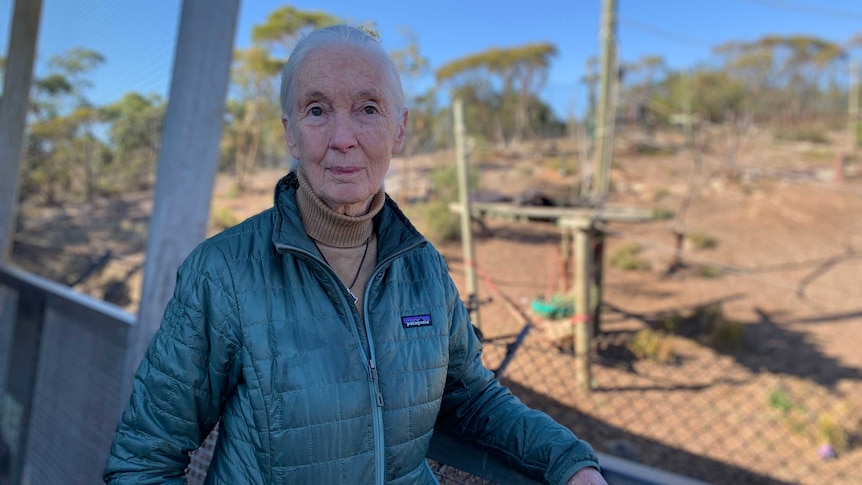 An elderly woman standing in front of an animals enclosure