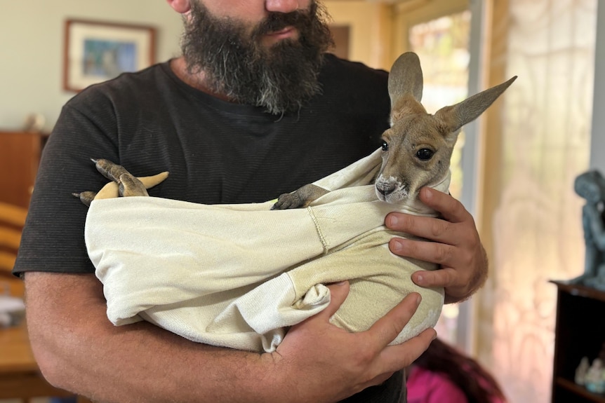 A man with a black beard hold a joey wrapped in an old t-shirt. 