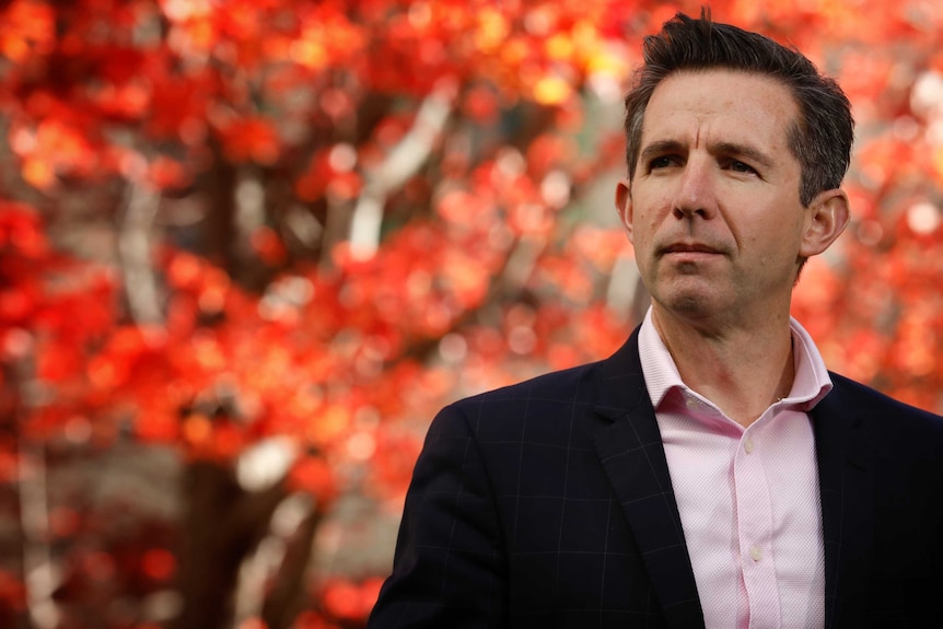 Simon Birmingham looks into the distance with a vibrant red tree behind him