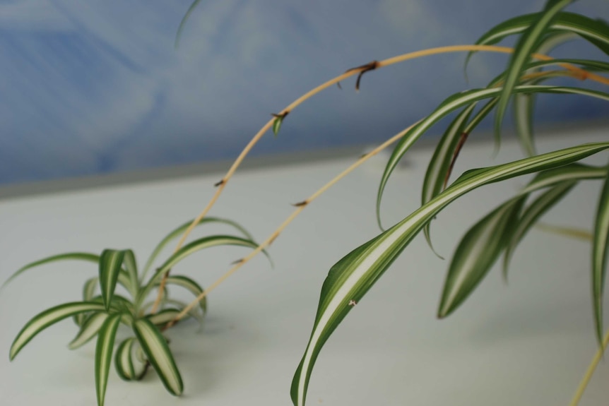 Green and white striped long thin leaves of a spider plant