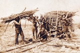 A gang of six men load large bundles of hand-cut cane onto a wooden cart which would then be pulled along portable rail lines.