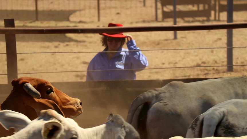 Gina Rinehart stands behind a cattle pen at Helen Springs Station. Cattle are in the foreground.