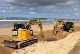 Two diggers digging a large hole to bury a dead whale.