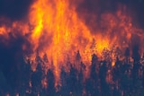 A large fire burns on top of trees in a forrest