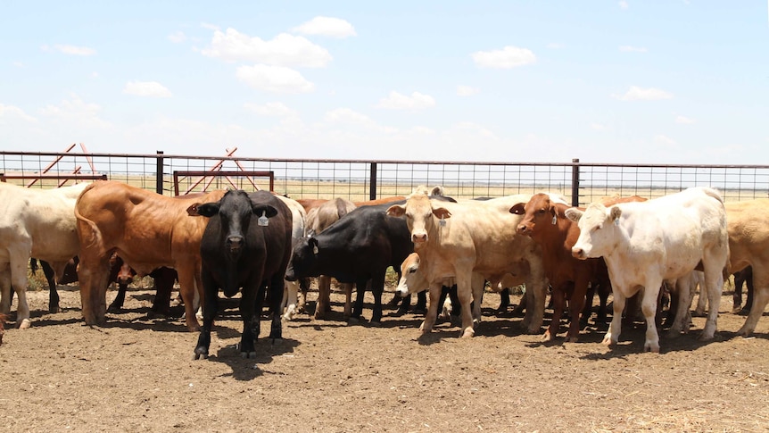 Steers standing in the yards at Daintree station.