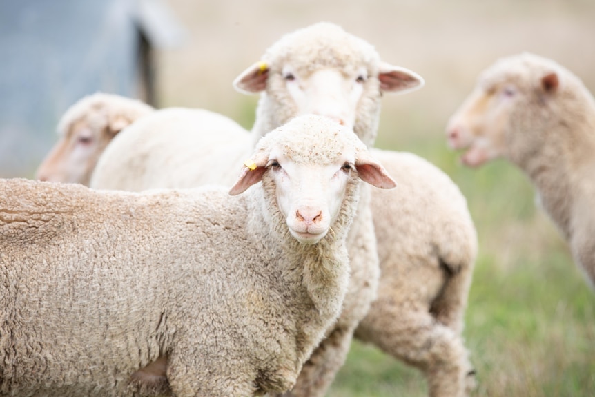 Sheep in a paddock