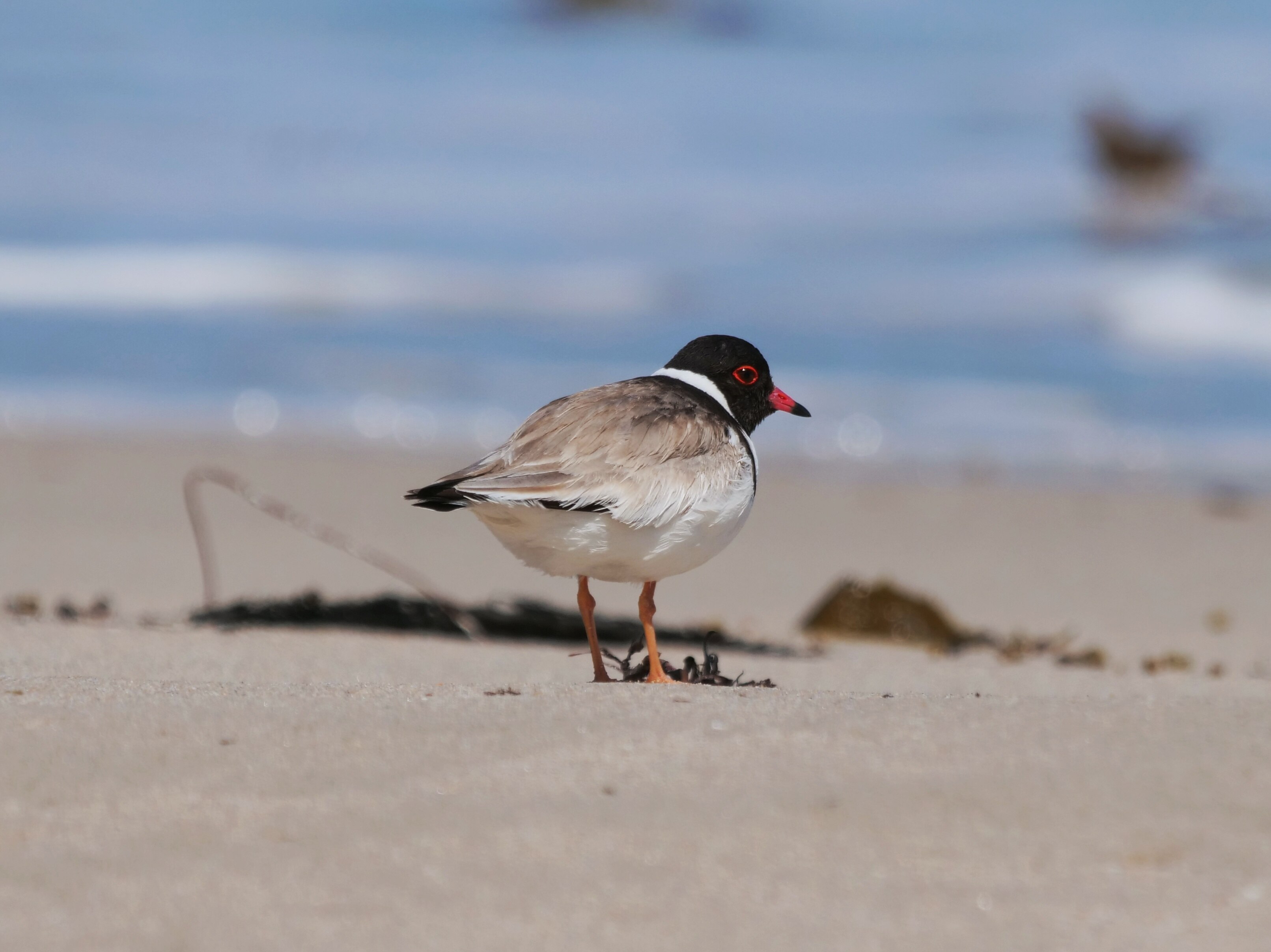 Numbers of threatened hooded plover rise in South Australia ABC News